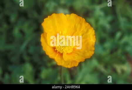 ORANGE PAPAVER NUDICAULE FLOWER COMMONLY KNOWN AS AN ICELAND POPPY. Stock Photo