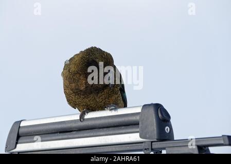 The world's only alpine parrot sitting on a car's roof rack Stock Photo