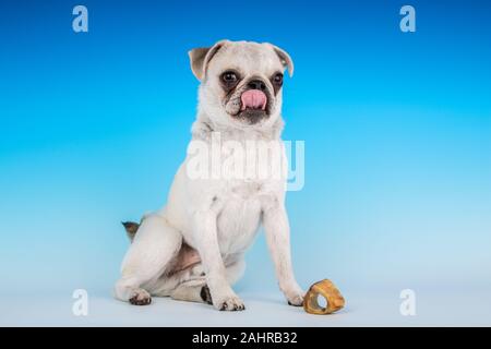 Issaquah, Washington, USA.  'Max', a white Pug puppy, posing with his bone, looking hungry. (PR) Stock Photo