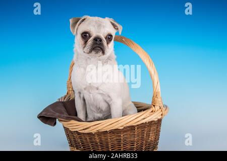 Issaquah, Washington, USA.  'Max', a white Pug puppy, sitting in a large basket.  (PR) Stock Photo