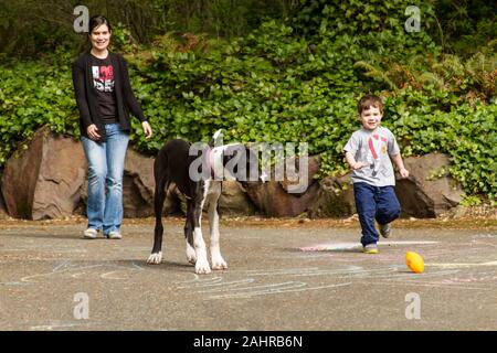 Issaquah, Washington, USA.  Six month old Great Dane puppy, 'Athena', playing ball with her owners. (PR) (MR) Stock Photo