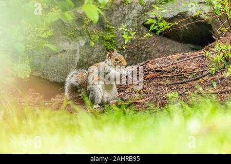Issaquah, Washington, USA.  Western Grey Squirrel eating a nut in the woods. Stock Photo