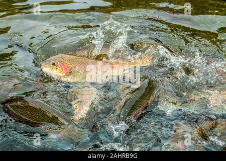 Cascade Locks, Oregon, USA.  Rainbow trout feeding in in a pond at the Bonneville Hatchery.  When being fed, they will all come to the surface, rollin Stock Photo