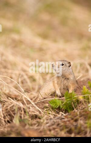 Yellowstone National Park, Wyoming, USA.  Uinta Ground Squirrel coming out of his burrow in the ground looking around cautiously. Stock Photo