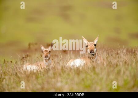 National Bison Range, Montana, USA.  Two Mule Deer does resting, one with an open mouth, in the grass. Stock Photo