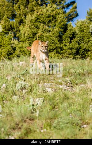 Mountain Lion walking in a meadow near Bozeman, Montana, USA.  Captive animal Stock Photo