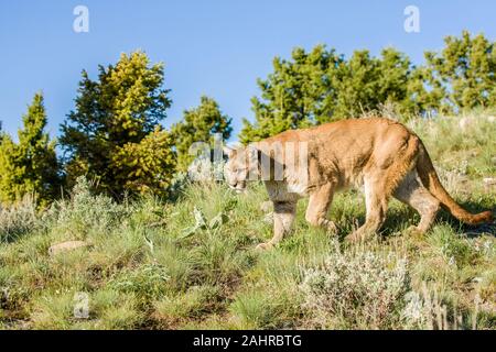 Mountain Lion walking in a meadow near Bozeman, Montana, USA.  Captive animal Stock Photo