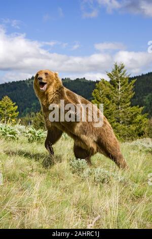 Adult male Grizzly Bear charging, with paws up, in Bozeman, Montana, USA.   Captive animal. Stock Photo