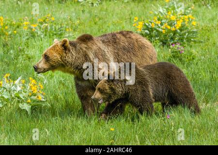 Adult and young Grizzly Bears walking in meadow near Bozeman, Montana, USA.   Captive animal. Stock Photo