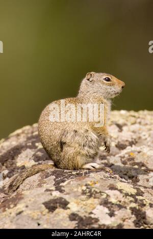 Yellowstone National Park, Wyoming, USA. Uinta Ground Squirrel sitting on a rock, soaking up the early morning sunshine. Stock Photo