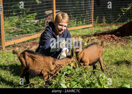 Woman feeding blackberry bush vines to her 11 week old Oberhasli goats, which they consider a treat, in Issaquah, Washington, USA Stock Photo