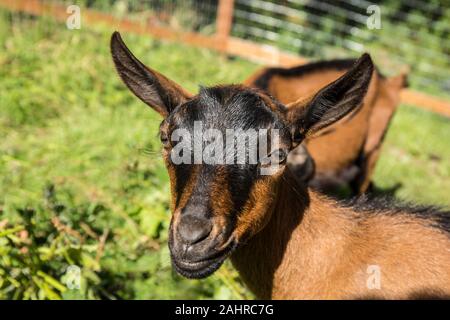 Close-up of a 11 week old Oberhasli goat, in Issaquah, Washington, USA Stock Photo