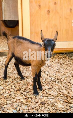 11 week old Oberhasli goat standing near its barn in Issaquah, Washington, USA Stock Photo