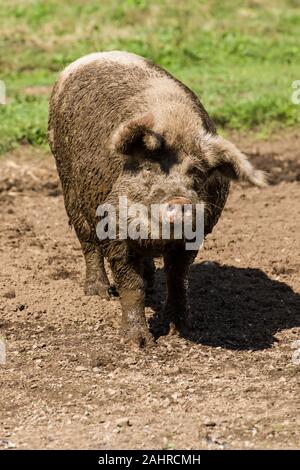 Carnation, Washington, USA.  Muddy Gloucestershire Old Spots pig shaking off some excess mud. (PR) Stock Photo