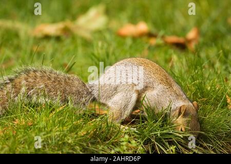 A grey squirrel digging a hole in the garden grass lawn and generally ...