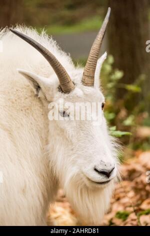 Northwest Trek Wildlife Park near Eatonville, Washington, USA.  Portrait of a mountain goat.  Captive animal. Stock Photo