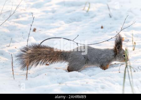 Squirrel carefully walks through the white snow. Beautiful european red squirrel walks on white snow. Eurasian red squirrel, Sciurus vulgaris. Squirre Stock Photo