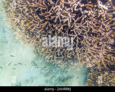 Cloudy view of underwater reef coral in murky water at low tide. Image taken underwater by tourist snorkeling the coral reef ecosystem at Great Keppel Stock Photo