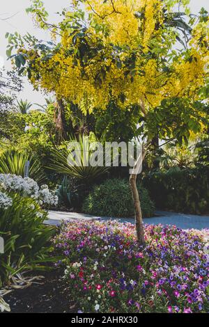 Flowers Golden Shower Tree Bloom Summer Stock Photo 30897379