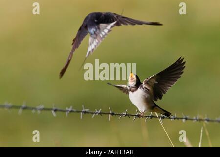 SWALLOWS (Hirundo rustica) juvenile begging to parent, St Abbs Head, Berwickshire, UK. Stock Photo