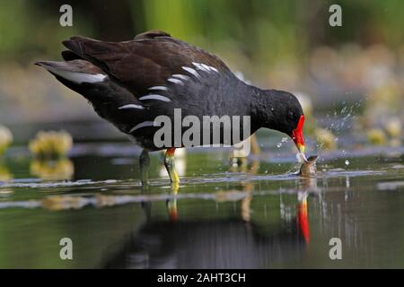 MOORHEN (Gallinula chloropus) is snatching at some fish in a shallow pond, UK. Stock Photo