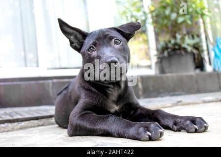 A Black Thai Ridgeback Puppy Stock Photo