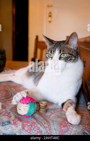 Tabby and white cat lying with his toys, hand on his ball. Stock Photo