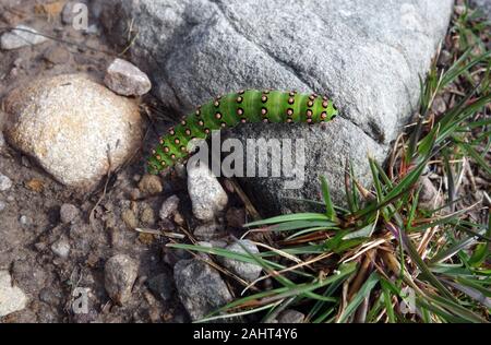 Emperor Moth Caterpillar on the Coire Lair/Bealach Mor Path to the Scottish Mountain Corbett Fuar Tholl, Strathcarron, Scottish Highlands, Scotland. Stock Photo