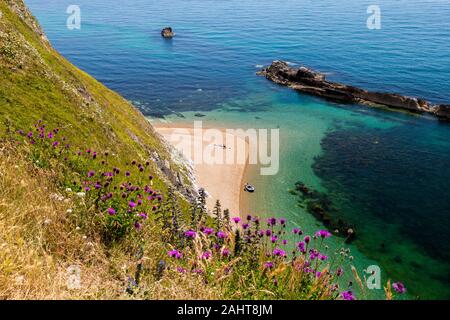 One of the deserted and secluded beaches below cliff top wild flowers in Man O'War Bay on Dorset's Jurassic Heritage Coast, England, UK Stock Photo