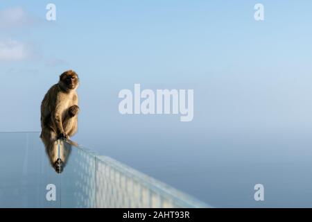 A Barbary macaque sits on the edge of the skywalk with the view into the sea. The only wild monkeys in Europe, Barbary macaques in Gibraltar, UK. Stock Photo