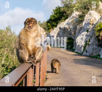 The only wild monkeys in Europe, Barbary macaques in Gibraltar, UK. Stock Photo