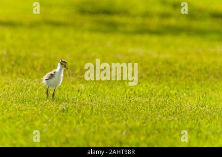 Masked Lapwing chick running on thickly covered grassy paddock in Cairns, Queensland Stock Photo
