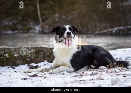 Border Collie lying in the snow Stock Photo