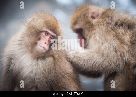 Two Japanese Macaque engage in a social grooming ritual according to rank near the thermal springs in the mountains around Yudanaka. Stock Photo
