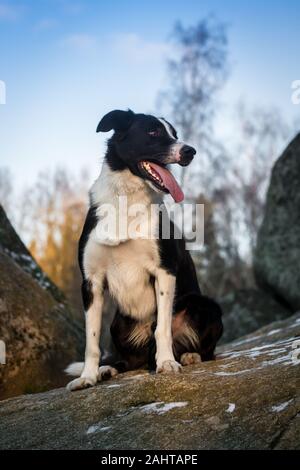 Border Collie sitting on rocks Stock Photo