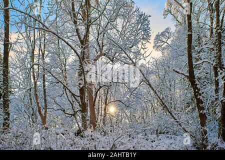 Day in the winter forest. A fragment of the northern winter snowy forest illuminated by the rays of a low-lying sun. Horizontal frame Stock Photo