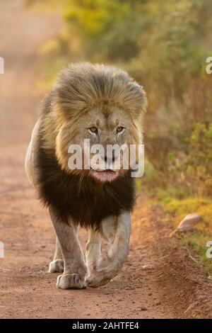 Male lion, Panthera leo, Gondwana Game Reserve, South Africa Stock Photo