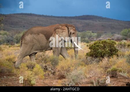African elephant, Loxodonta africana africana, Sanbona Wildlife Reserve, South Africa Stock Photo