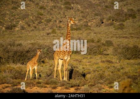 Southern giraffe with young, Giraffa camelopardalis giraffa, Sanbona Wildlife Reserve, South Africa Stock Photo