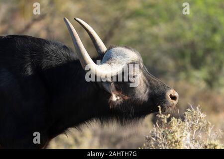 Cape buffalo, Syncerus caffer, Sanbona Wildlife Reserve, South Africa Stock Photo