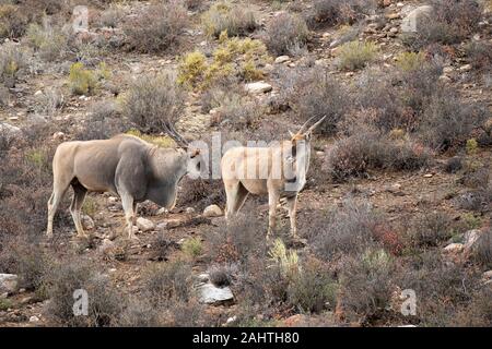 Common eland, Tragelaphus oryx, Sanbona Wildlife Reserve, South Africa Stock Photo
