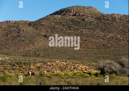 Common eland, Tragelaphus oryx, Aquila Private Game Reserve, South Africa Stock Photo