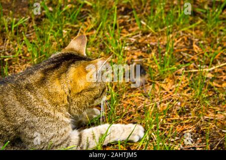 A cat on the hunt in the grass. A cat just before the attack Stock Photo