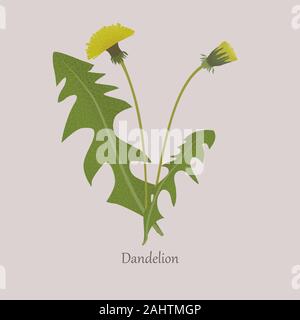 Herbaceous plant dandelion on a gray background. Stock Vector