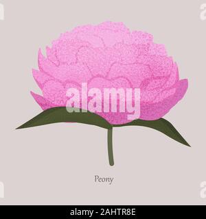 Beautiful pink peony flower on a gray background. Stock Vector