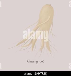 Ginseng root medical plant on a gray background. Stock Vector