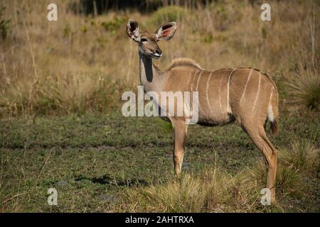 Female greater kudu, Tragelaphus strepsiceros, iSimangaliso Wetland Park, South Africa Stock Photo