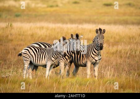 Burchell's zebra, Equus quagga burchellii, Cape Vidal, iSimangaliso Wetland Park, South Africa Stock Photo