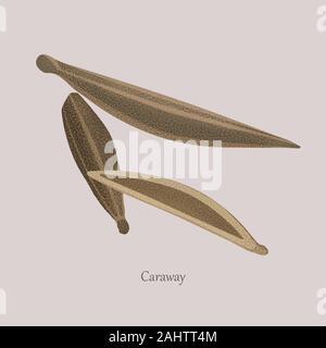 Seeds herbaceous plant caraway, cumin, zira. Stock Vector