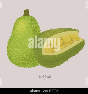 Exotic ripe sweet jackfruit whole and cut. Stock Vector